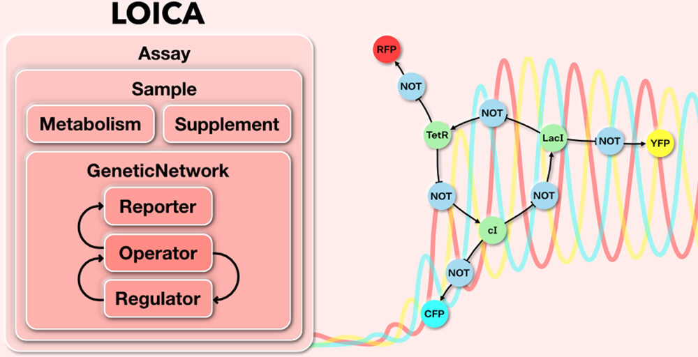 LOICA Graphical Abstract